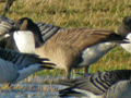 Todd's Canada Goose